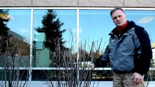 Dormant Pruning of Deciduous Shrubs by Balanced Environments, Inc.
