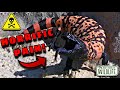 The MOST PAINFUL BITE On EARTH!? The GILA MONSTER!