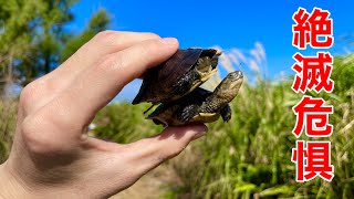 南の島で絶滅危惧のカメを探す【北大東島フィールドワーク04】