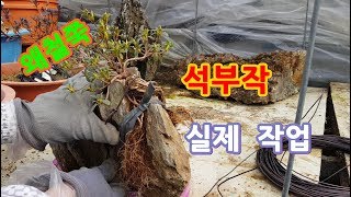 석부작 만드는법 왜철쭉 돌붙임