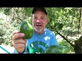 picking rare avocados varieties on a tropical fruit farm