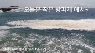 벵에돔 48Cm 잡다. 기록어 OPALEYE Cabrillo Beach