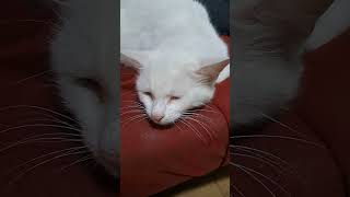 #kedi #kediler #kedivideoları #hayvansever #hayvanlar #hayvan #komik #komikvideo #komikvideolar #cat