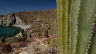 Towering Cacti of the Baja Peninsula