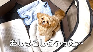 【ペキプー】新品折りたたみサークルに早速おしっこしちゃった子犬はこちらです笑【ミックス犬】