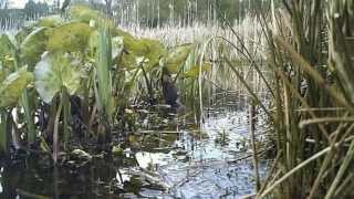 Springwatch 2013: Voles and wildlife cameras