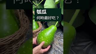 如何判斷瓠瓜(蒲瓜)成熟了呢？