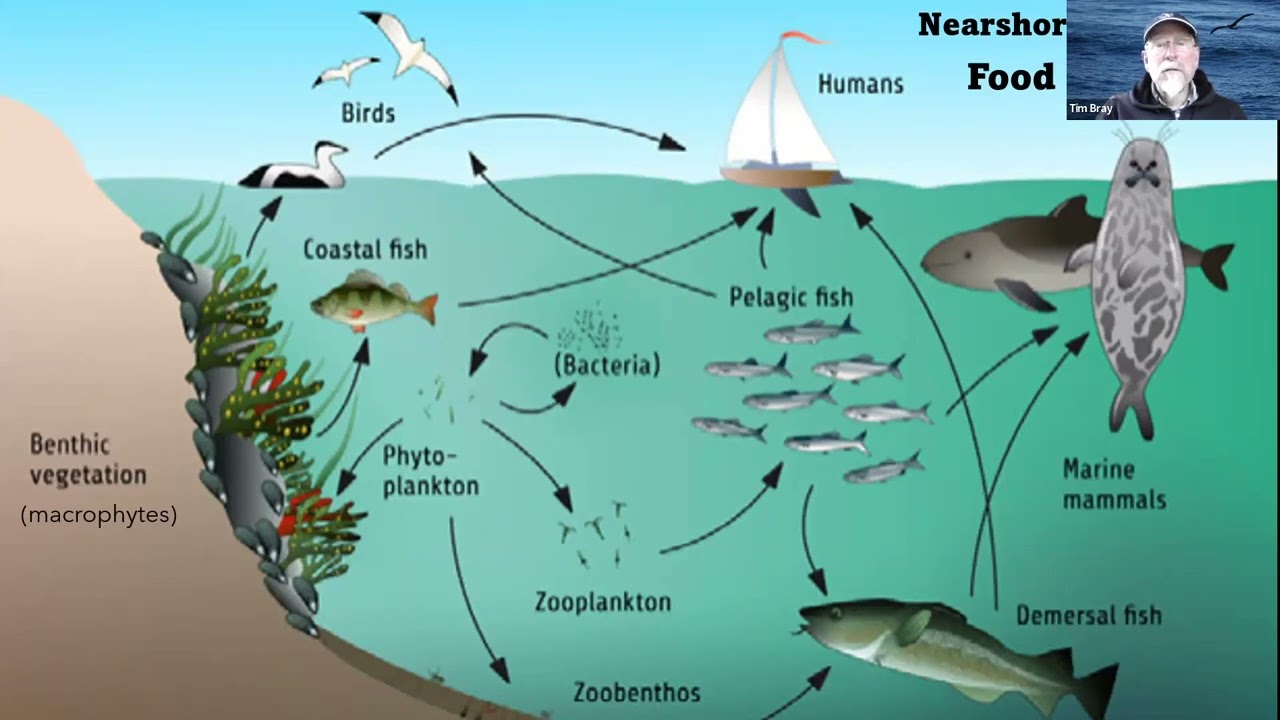 What Is Marine Food Web Infoupdate Org
