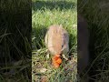 the cute little yellow rabbit found a huge carrot