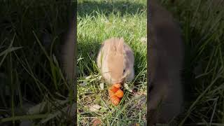 The cute little yellow rabbit found a huge carrot