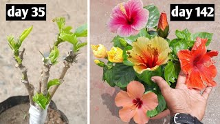 Grafting Technique To Get Four Different Color Flowers In A Single Hibiscus Plant|Multiple Grafting