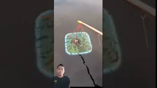 REACTION MANCING IKAN DI KOLAM #mancing #fishing #mancingmania #fish #menangkapikan #shorts #short