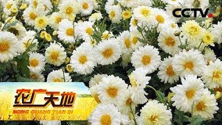 《农广天地》 20180503 滁菊栽培与加工 | CCTV农业