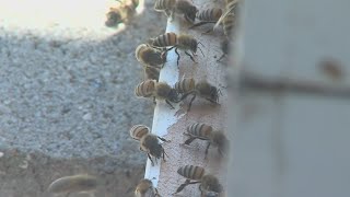 Change of seasons brings change in bee behavior