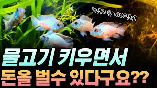 물생활 재테크 총정리(구피, 새우, 수초)