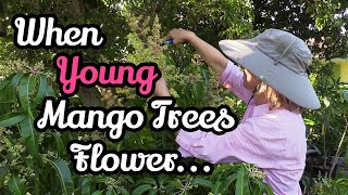 When Young Potted Mango Trees Flower