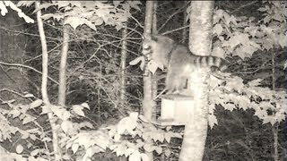 Clever Raccoon Steals Entire Bird Feeder!