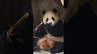 10.18福公主像一尊佛一样坐在树洞里吃笋笋#panda #大熊貓 #大熊猫福宝