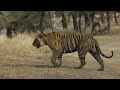 Tiger vs Tigress  Love & War on the Banks of the Lake, Ranthambhore, March 2022