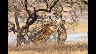 Tiger vs Tigress : Love \u0026 War on the Banks of the Lake, Ranthambhore, March 2022