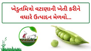 ખેડુતમિત્રો માટે વટાણાની ખેતી || રવિ સીઝનમાં નવો પાક || Vatana Ni Kheti || Khedutputra Gujarati