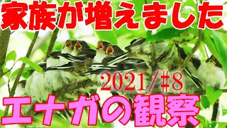 2021年 エナガの観察 #8 家族が増えました！