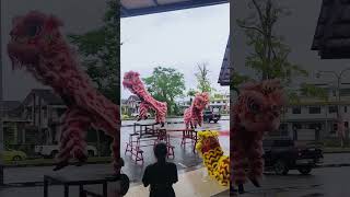 舞狮 2025 Chinese New Year Lion Dance 舞狮打鼓 #舞狮表演 #shorts