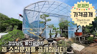 (가격공개댓글) 제 소장 분재를 소개합니다 (울산광역시)ㅣ오늘의소나무 1661-4998