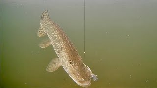 Hand Feeding AGGRESSIVE Northern Pike! Ice Fishing with an Underwater Camera!