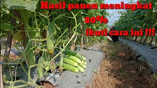 Cara Pruning Daun Mentimun Yang  Baik Dan Benar