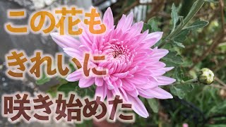 Flower396 庭の薔薇さん達とそのほかの花々達