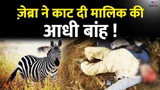 ZEBRA VIOLENT | जेब्रा ने काट दी मालिक की आधी बांह ! पुलिस ने जेबरा को मारी गोली #TV9