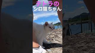 猛暑のテトラの中は冷んやり涼しかった💕#シロ猫 #野良猫 #猫ハウス #shorts