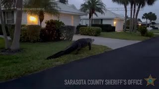 Large alligator saunters through Florida neighborhood