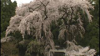 大日向観音堂しだれ桜 -20070421（長野県須坂市）