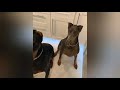 doberman protect his kitty funny video compilation 2020