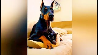 Doberman protect his kitty | FUNNY VIDEO COMPILATION 2020