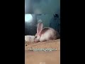 garausu jerboa 🐭 viens no jaukākajiem un eksotiskajiem dzīvniekiem pasaulē šorti