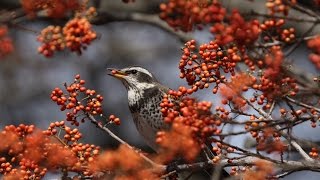 赤い実を食べた鳥