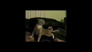 2021-06-06 Trololo Cat Knows Whats Good