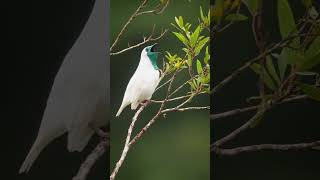 Bare throated bellbird call #birdsounds #shorts #bellbid