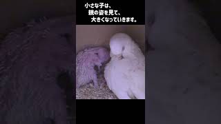 ママの仕草を真似する 小さな子。　#セキセイインコ #Shorts