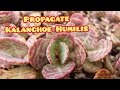 Propagate Kalanchoe Humilis #kalanchoe #succulent