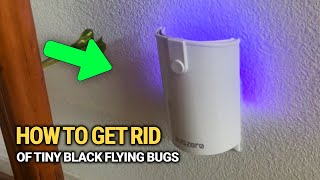 How To Get Rid Of Tiny Black Flying Bugs Fast: Simple Home Fixes That Works 100%