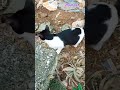 നിനക്ക് കല്യാണം ആലോചിച്ചു വന്നതാ 🤭🤭 youtubeshorts trending cat catlover funny funnycats shorts