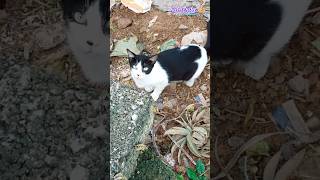 നിനക്ക് കല്യാണം ആലോചിച്ചു വന്നതാ 🤭🤭#youtubeshorts #trending #cat #catlover #funny #funnycats #shorts