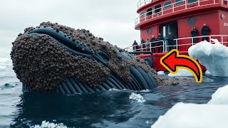 A humpback whale, injured by barnacles, was successfully rescued by a rescue team.🐋