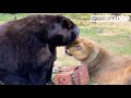 tiger bear and lion live together as friends best of