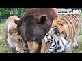 tiger bear and lion live together as friends best of