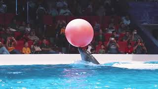 Best of Dubai Dolphin Show at Dubai Dolphinarium